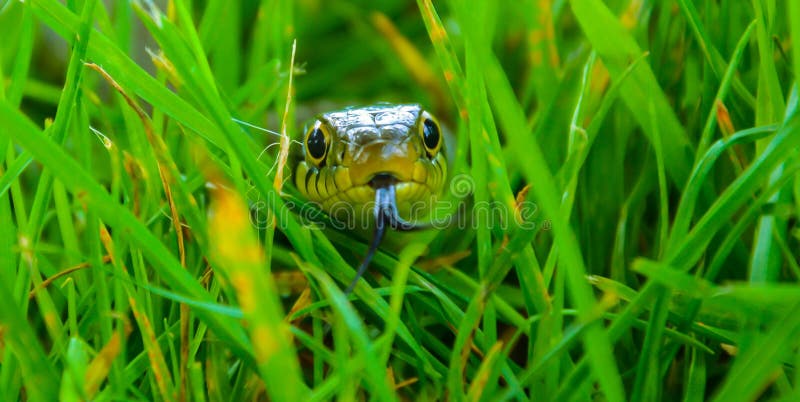 ¡GUAU, mirada en la serpiente! ¡GUAU, mirada en la serpiente!