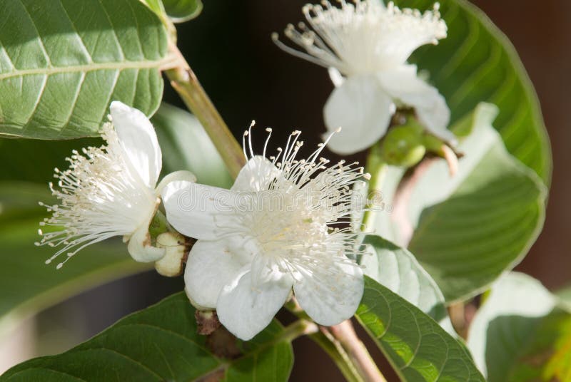 Guava Flower stock image. Image of leaf, nature, pollination 6293733
