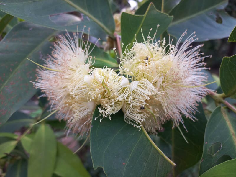 Guava Flowers that are Blooming Will Fruit Stock Photo Image