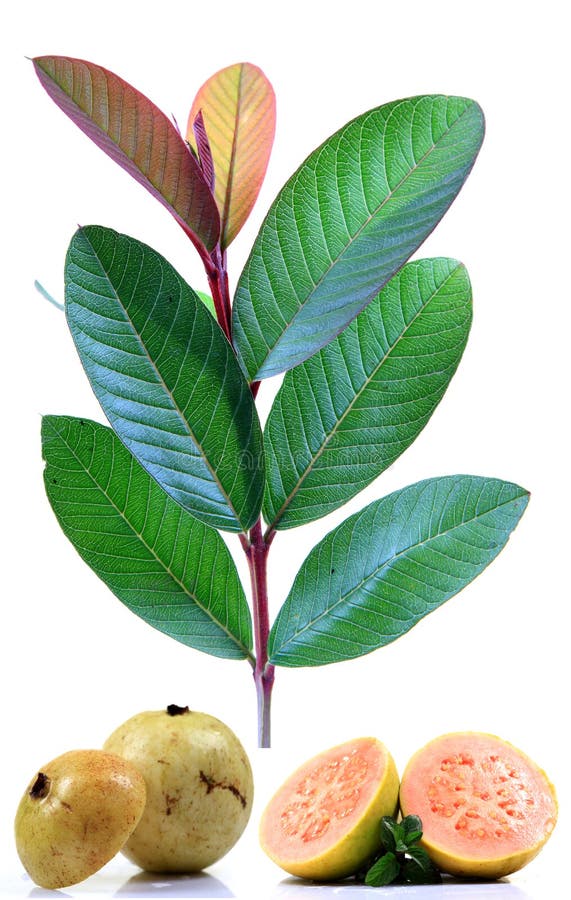 Guava fruit