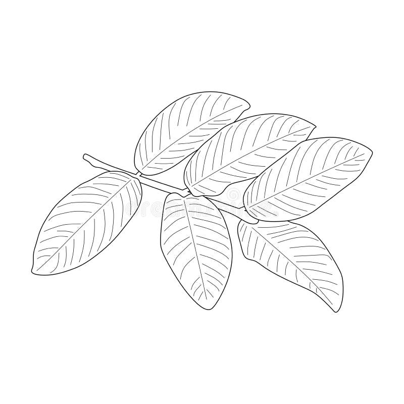 Monstera leaf line art contour drawing Royalty Free Vector