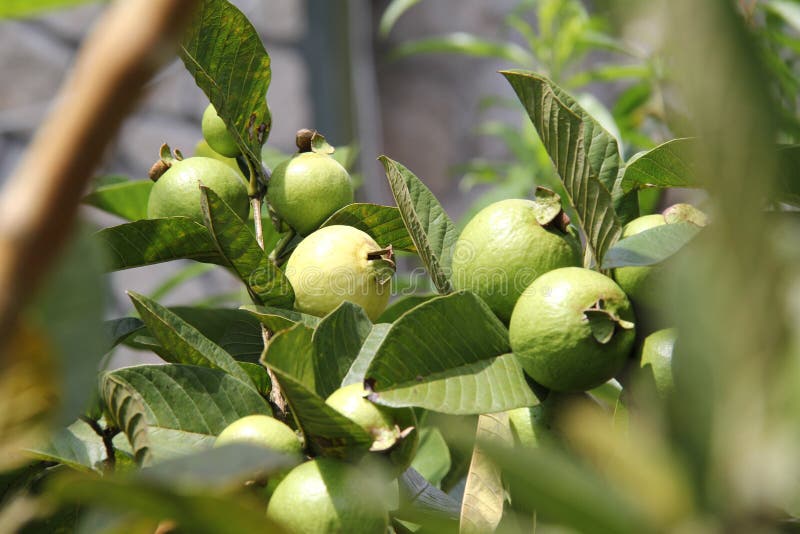 Guava Plantation stock image. Image of ripe, climate 35900197