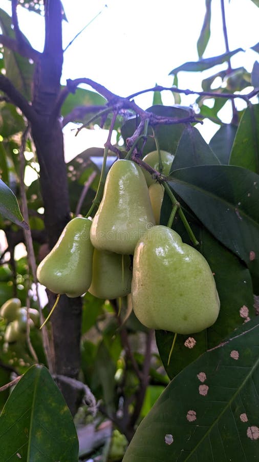 Guava Plants that Bear Fruit Fertile in the Yard Stock Image Image of