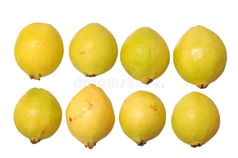Guave lizenzfreie stockfotos Guave lizenzfreie stockfotos