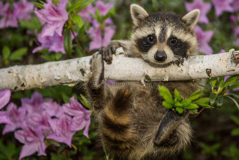 Baby raccoon learning to climb. Baby raccoon learning to climb