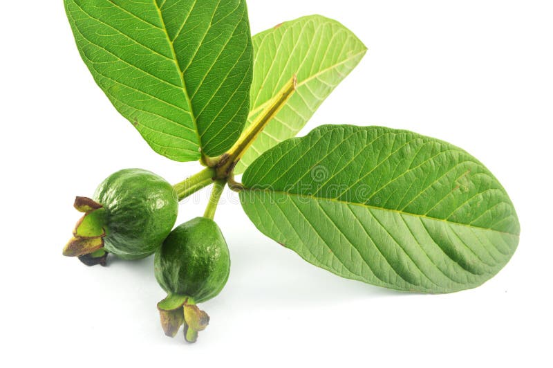 Guayaba y hojas imagen de archivo. Imagen de hoja, fibra 40774921