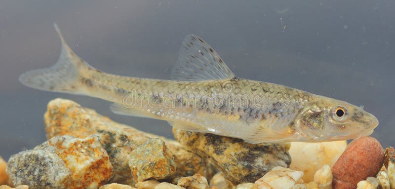 the gudgeon (Gobio gobio) in a natural underwater habitat