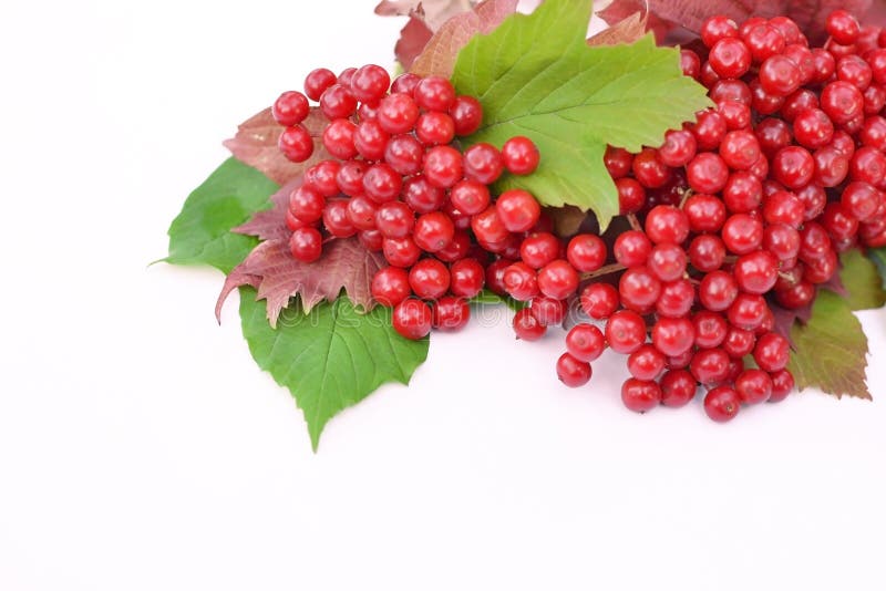 Guelderrose Berries with Leaves on a White Background Stock Image