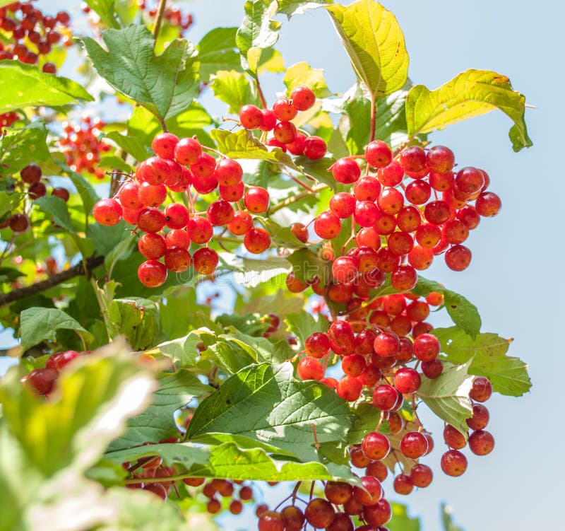 Guelder rose stock image. Image of guelder, color, botanic 34545881