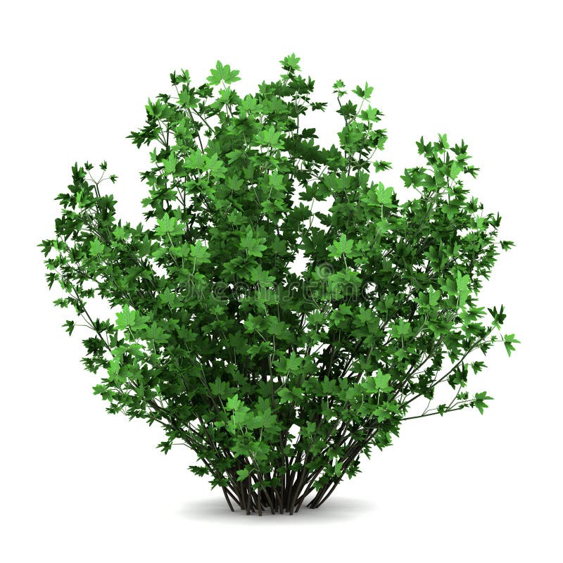 Guelder Rosenbusch getrennt auf Weiß stockfotografie Guelder Rosenbusch getrennt auf Weiß stockfotografie