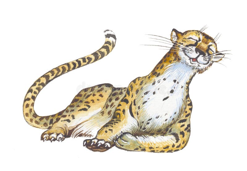 Guepardo libre illustration