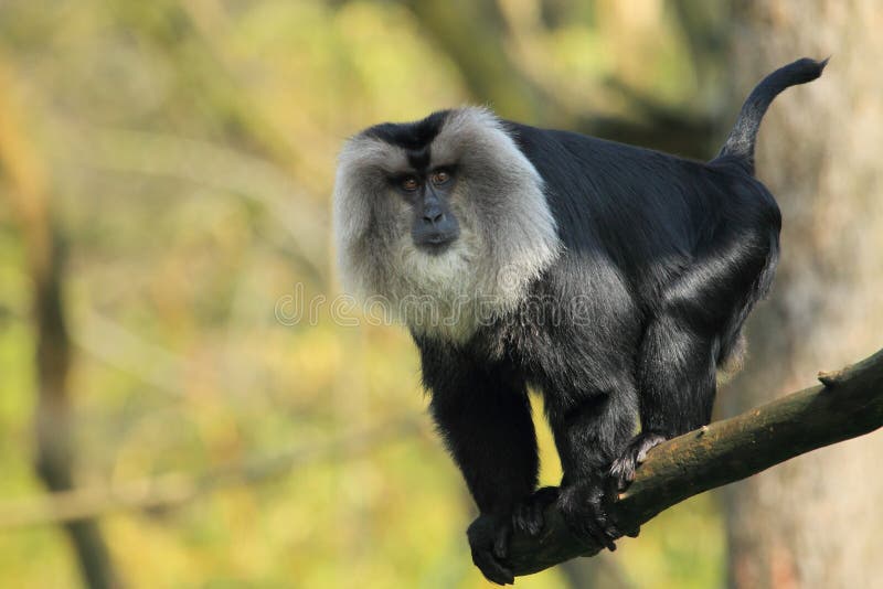 The adult lion-tailed macaque on the branch. The adult lion-tailed macaque on the branch.
