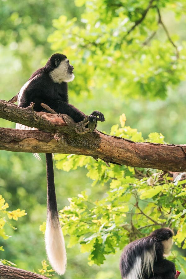 46,202 Fotos de Stock de Macaco De Balanço - Fotos de Stock Gratuitas e Sem  Fidelização a partir da Dreamstime - Página 12