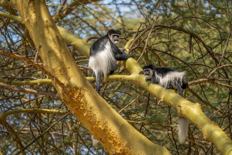 46,202 Fotos de Stock de Macaco De Balanço - Fotos de Stock Gratuitas e Sem  Fidelização a partir da Dreamstime - Página 12