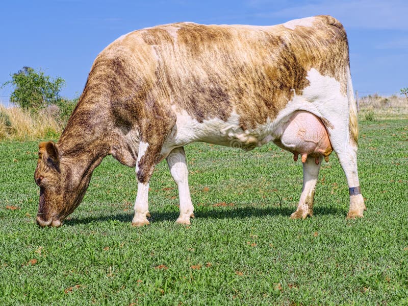 A Guernsey Crossbred Dairy Cow Stock Image Image of dairy, bovine
