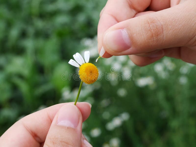 Guessing on a camomile