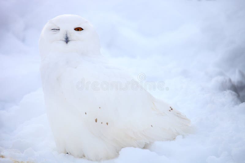 Gufo della neve Gufo della neve