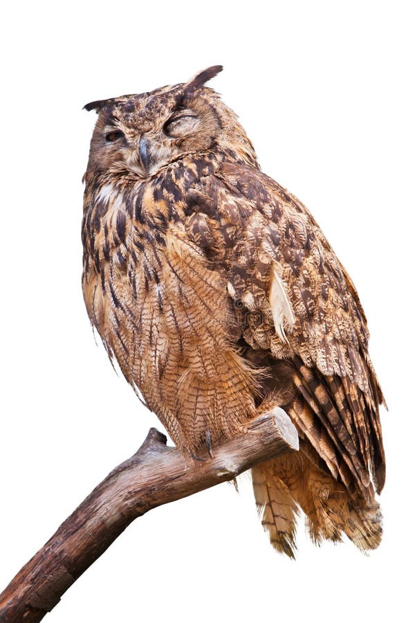 Gufo di aquila isolato fotografie stock libere da diritti Gufo di aquila isolato fotografie stock libere da diritti