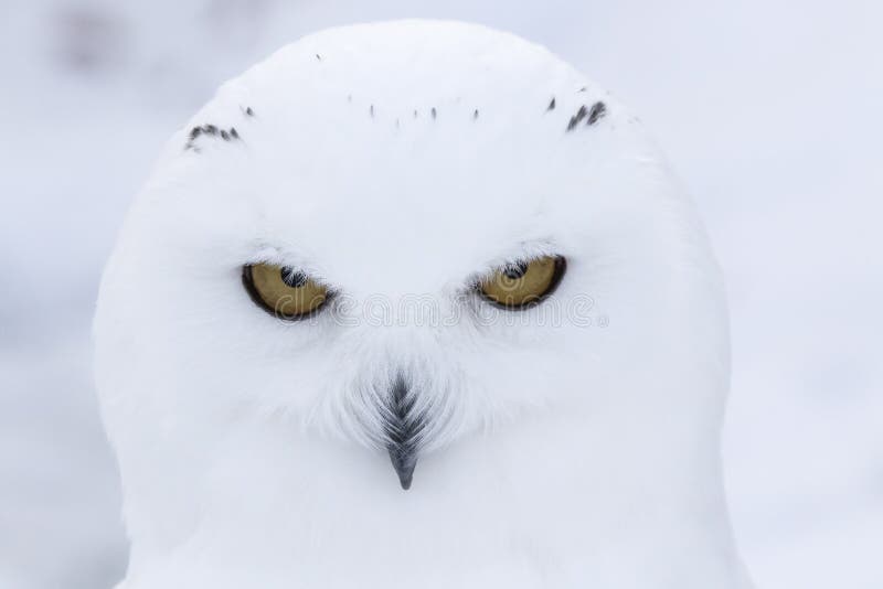 Gufo di Snowy, scandiacus del Bubo, fine sul ritratto con l'occhio e dettaglio della piuma più il fondo vago della neve inverno S fotografia stock libera da diritti Gufo di Snowy, scandiacus del Bubo, fine sul ritratto con l'occhio e dettaglio della piuma più il fondo vago della neve inverno S fotografia stock libera da diritti