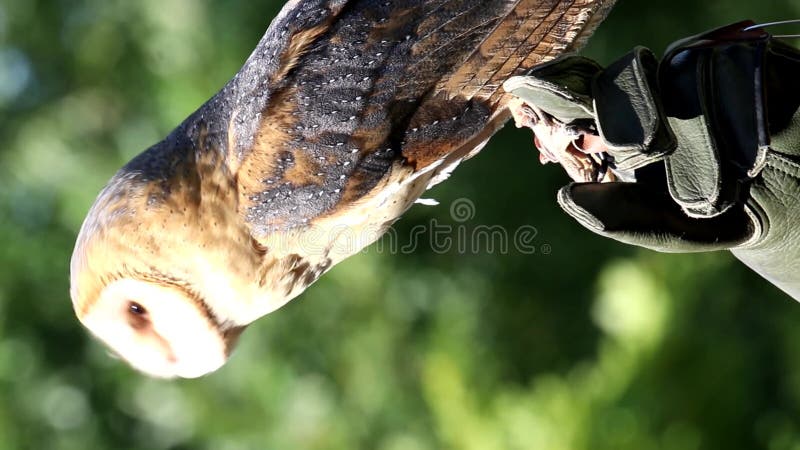 Gufo di stalla su falconer guanti di cuoio protettivo