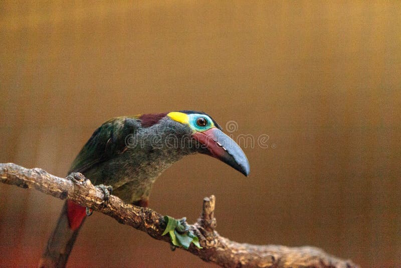 Guianan Toucanet Photos Free Royalty Free Stock Photos From Dreamstime Guianan Toucanet Photos Free Royalty Free Stock Photos From Dreamstime