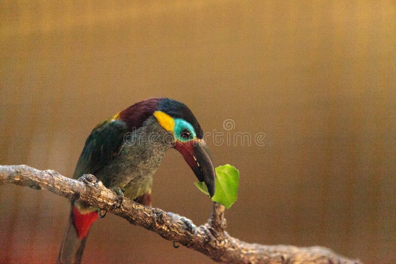 Guianan Toucanet Stock Photo Image Of Bird Nature Guianan Toucanet Stock Photo Image Of Bird Nature