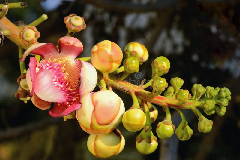 Couroupita guianensis С†РІРµС‚РѕРє