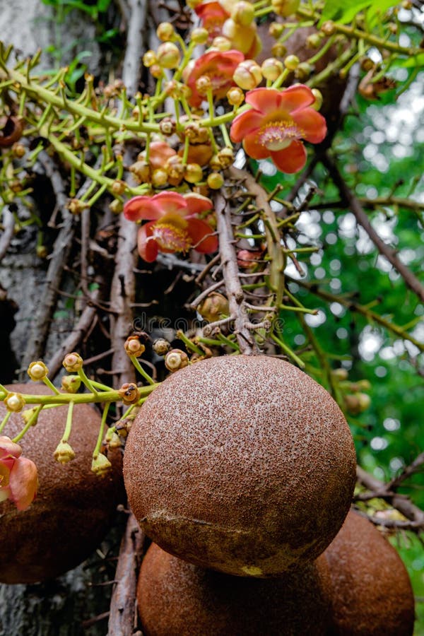 Couroupita guianensis С†РІРµС‚РѕРє