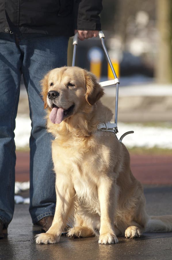 Un cane guida per aiutare un cieco di traffico.
