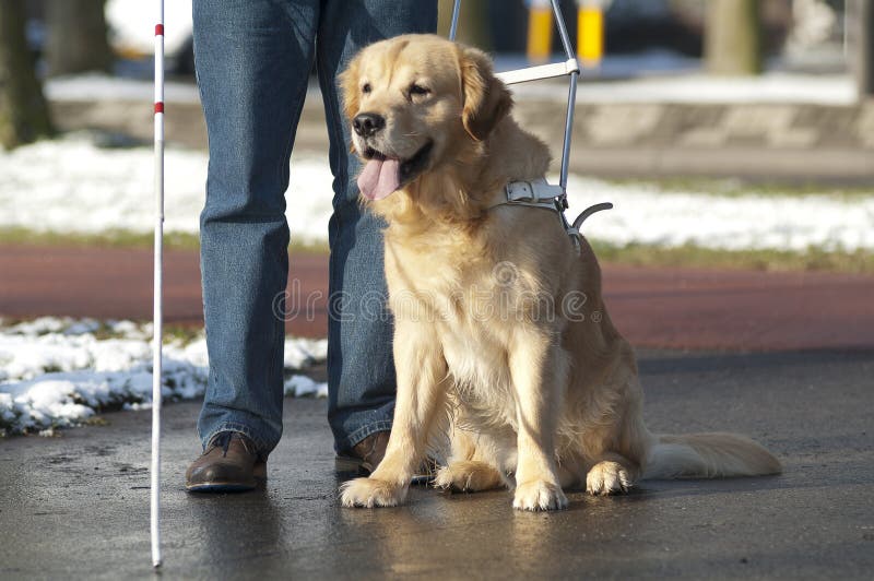 Un cane guida per aiutare un cieco di traffico.