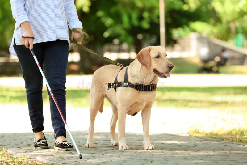 guide dog lead