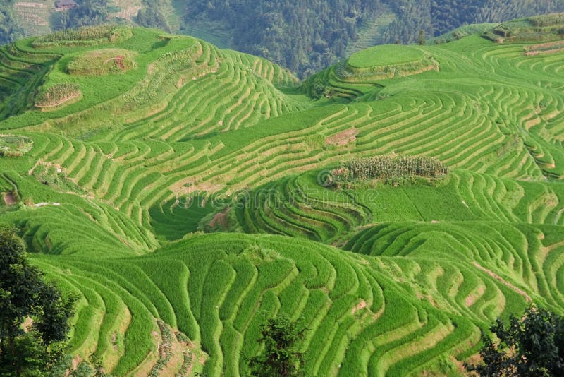 Guilin Rice Field Terrace