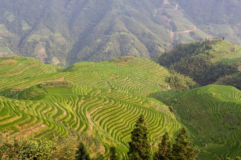 Guilin Rice Field Terrace