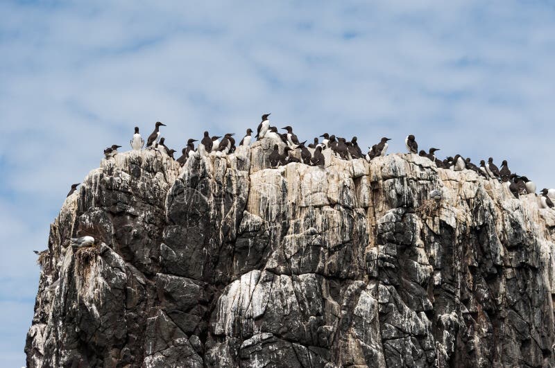 Nesting guillemots on one of the stacks making up the Farne Islands in Northumberland, UK. Nesting guillemots on one of the stacks making up the Farne Islands in Northumberland, UK.