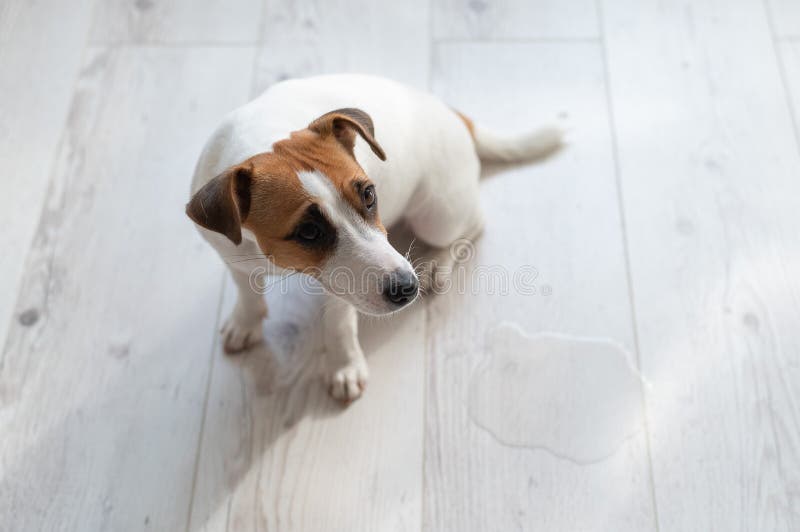 Guilty dog Jack Russell Terrier pissed puddle on the wooden floor