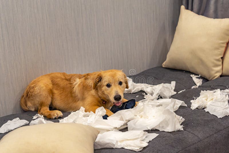 Guilty golden retriever dog playing white toilet papers royalty free stock images Guilty golden retriever dog playing white toilet papers royalty free stock images