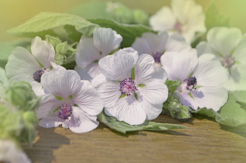 Guimauve d'officinalis d'Althaea images stock Guimauve d'officinalis d'Althaea images stock