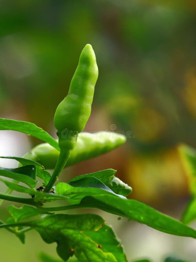 Piments De Guinée-poivre Ou D'oiseau Sur Le Barch Avec Les Feuilles Vertes  Image stock - Image du mûr, jardin: 134101989