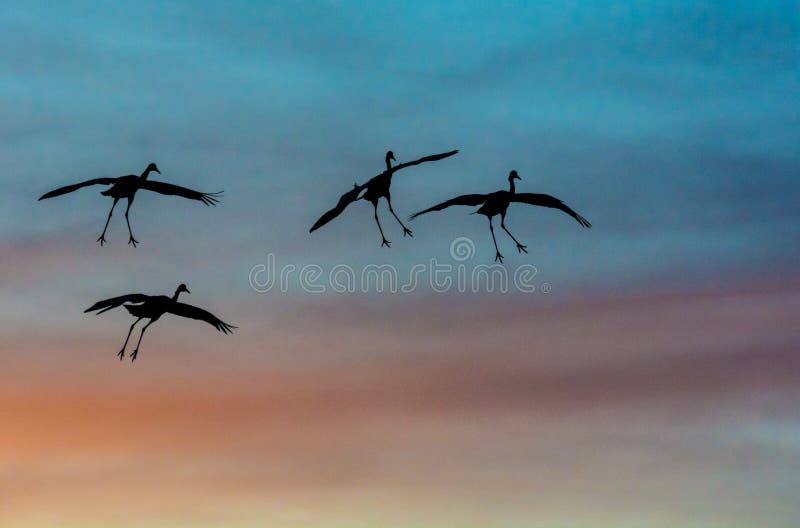 Guindastes de Sandhill mostrados em silhueta contra cores do por do sol fotografia de stock Guindastes de Sandhill mostrados em silhueta contra cores do por do sol fotografia de stock