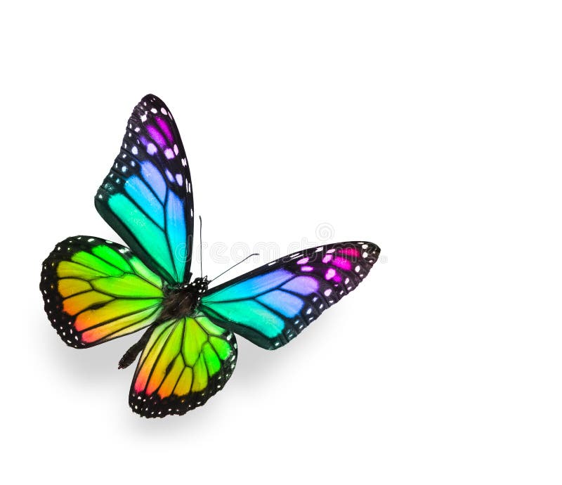 Digitally enhanced colors rainbow gradient on butterfly. Isolated on white. Digitally enhanced colors rainbow gradient on butterfly. Isolated on white.