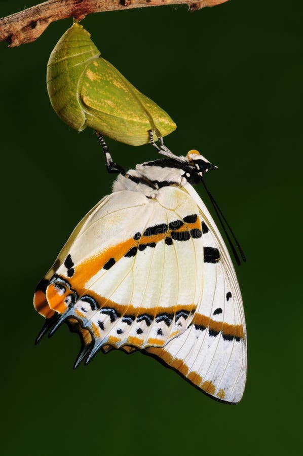 The butterfly try to drill out of cocoon shell, from pupa turn into butterfly. The butterfly try to drill out of cocoon shell, from pupa turn into butterfly