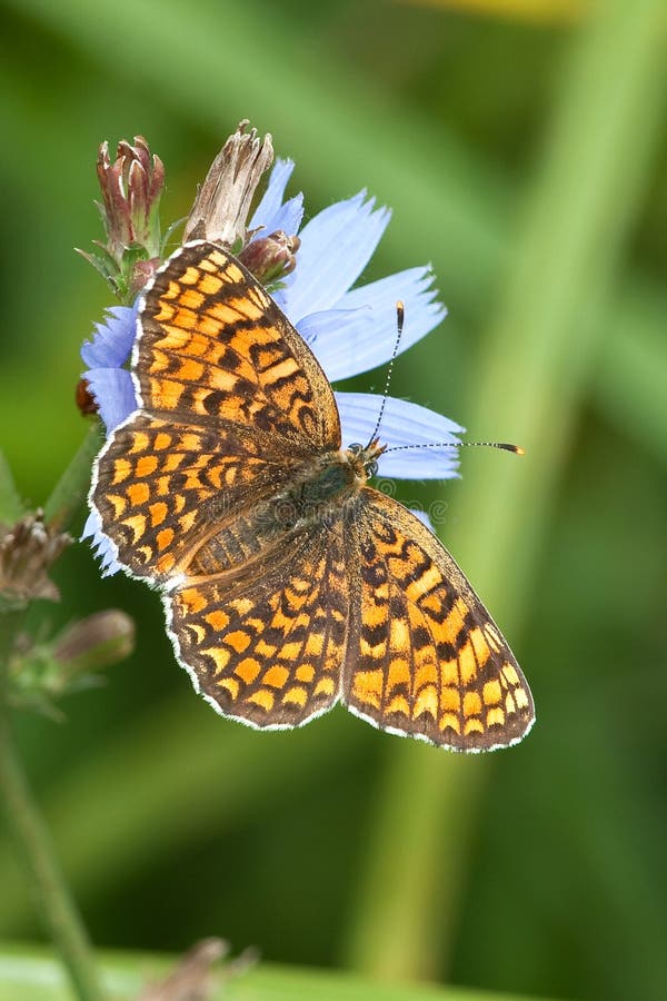 Guindineau de fritillaire de Glanville (cinxia de Melitaea) photographie stock libre de droits Guindineau de fritillaire de Glanville (cinxia de Melitaea) photographie stock libre de droits