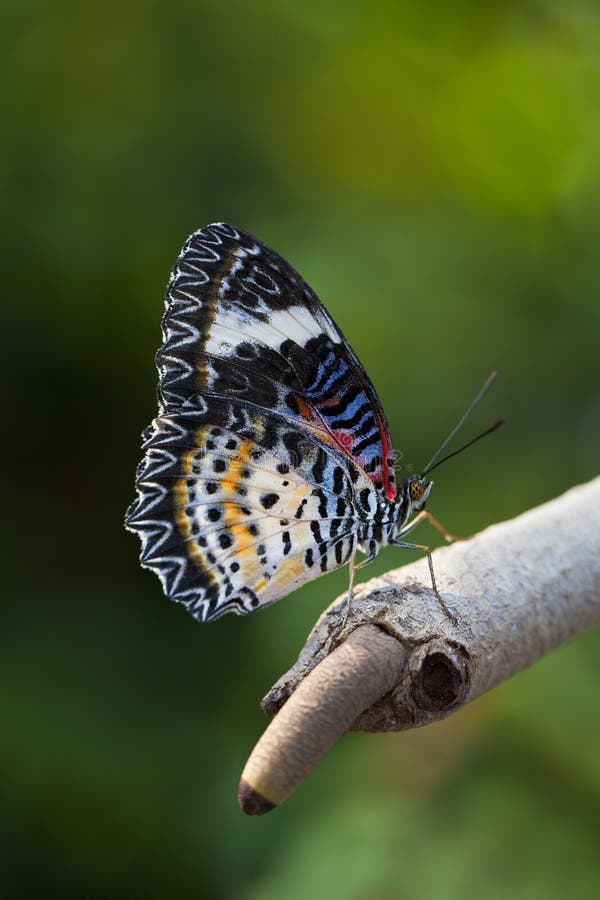 A close up shot of a beautiful and colorful butterfly Leopard Lacewing (Cethosia cyane). A close up shot of a beautiful and colorful butterfly Leopard Lacewing (Cethosia cyane)