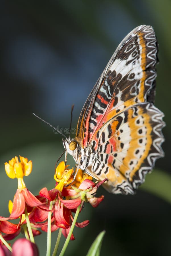 Leopard lacewing butterfly pollinating tropical milkweed flower. Leopard lacewing butterfly pollinating tropical milkweed flower