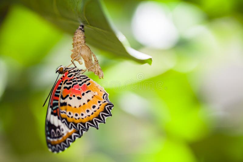 Leopard lacewing butterfly come out from pupa. Leopard lacewing butterfly come out from pupa