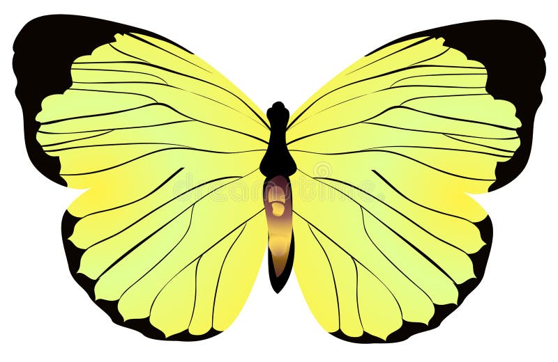 Guindineau jaune illustration stock