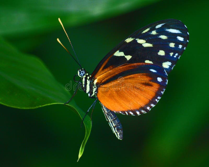 A Red Cracker Butterfly perched on a leaf. A Red Cracker Butterfly perched on a leaf