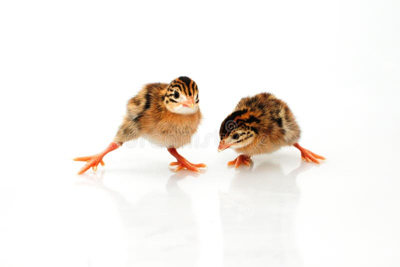 Guinea Fowl baby chicken