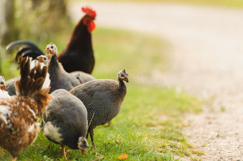 Guinea fowl and chicken