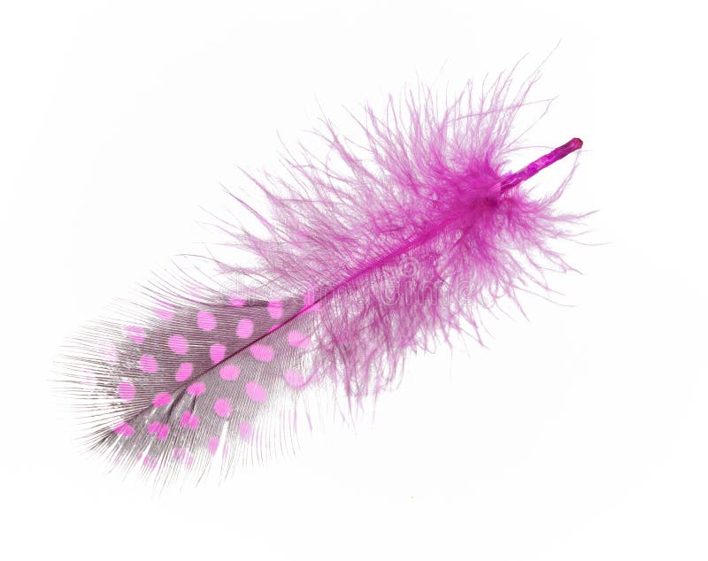 Guinea fowl feather in purple on a white background